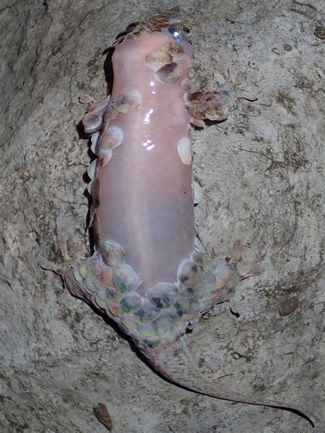 new gecko sheds skin on demand looks like raw chicken