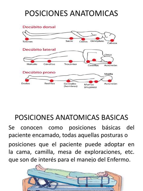 posiciones anatomicas terminos anatomicos de la ubicacion anatomia humana