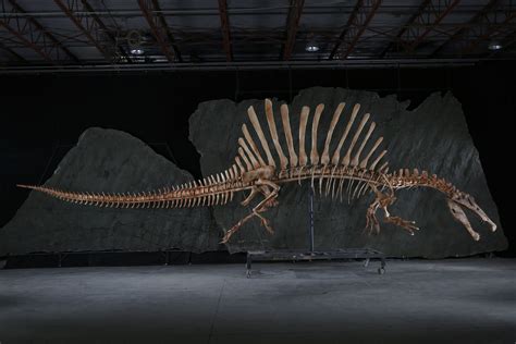 spinosaurus paul sereno paleontologist  university  chicago