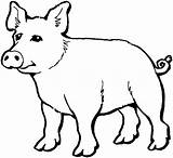 Porco Colorir Mato Schwein Dibujo Puerco Desenhos Cochon Animaux Cerdo Aufmerksames Ausdrucken sketch template