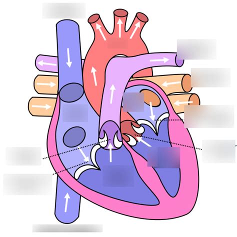 side  heart diagram quizlet