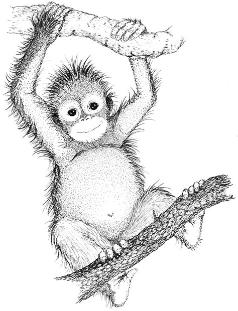 orangutan drawing  getdrawings