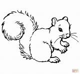 Squirrel Coloring Pages Grey Color Printable Gray Squirrels Clipart Eastern Kids Drawing Busy Am Colored Supercoloring Clipground Categories sketch template