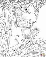 Coloring Seahorse Seepferdchen Seahorses Erwachsenes Junges Meerjungfrau Zeepaardje Ausmalbild Kleurplaat Ebooks Relation sketch template