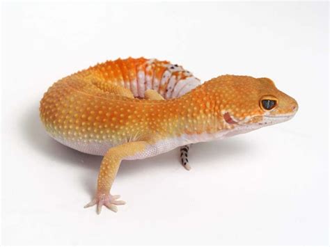 Tangerine Leopard Gecko 02 090811a Female Gecko Daddy