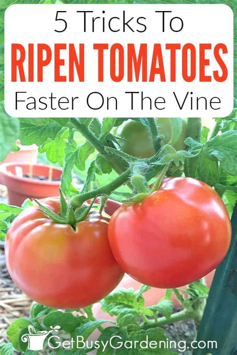 Tomatoes Not Turning Red Try These 5 Tricks Get Busy Gardening
