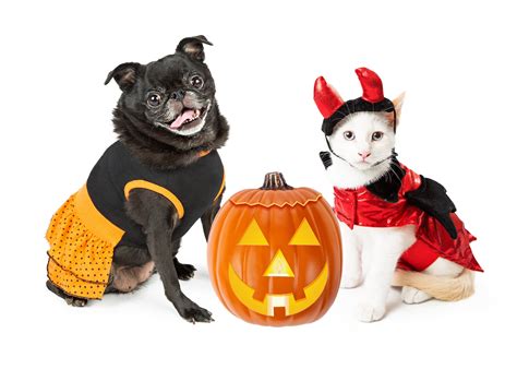 pet costume inspiration  halloween