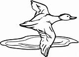 Duck Hunting Coloring Pages Clipart Cliparts Printable Color Computer Designs Use Clipartmag Getcolorings sketch template