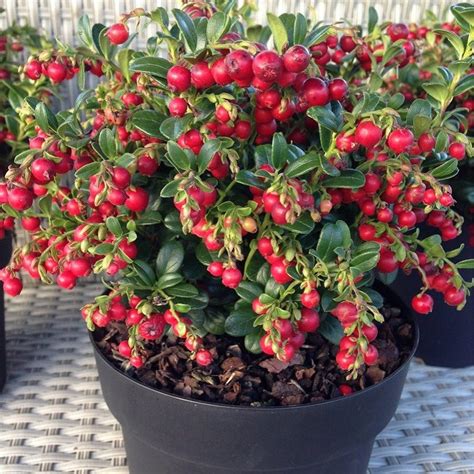 red candy cranberry plants pack   garden plants