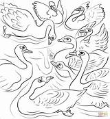Duckling Ugly Coloring Pages Flock Himself Throw Swans Printable Drawing Bowed Heads Young Before Their Old Supercoloring sketch template