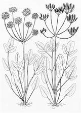 Apiaceae sketch template
