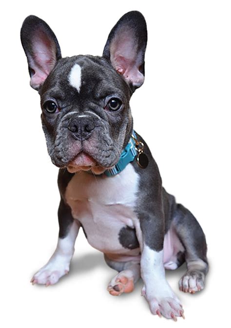 fancy frenchies florida fancy frenchies french bulldogs breeders