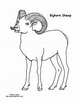 Sheep Bighorn Coloring Printing Exploringnature Nature sketch template