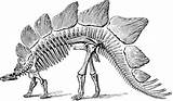 Dinosaur Stegosaurus Skeleton Clipart Fossil Dinosaurs Bones Clip Vector Fossils Paleontology Extinct Cliparts Svg Coloring Animals Pixabay Pages Transparent Wpclipart sketch template