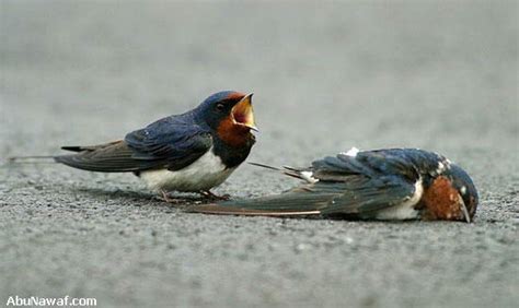 birds behave  birds