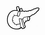 Pancreas Acolore Registered Corpo sketch template