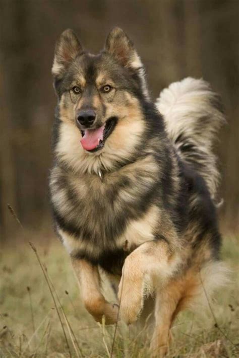 native american indian dog  bullenbeisser breed comparison
