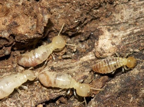 subterranean termites images