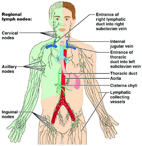 Diagram Of The Lymphatic System