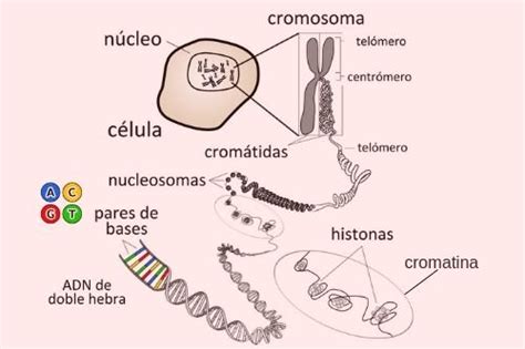 Cromosomas Qué Son Definición Función Estructura Y Tipos