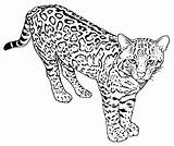 Coloring Leopard Pages Cat Wild Real Baby Snow Wildcat Getcolorings Printable Adults Color Pag Colouring sketch template