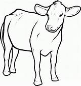 Vaca Krowa Vacas Boi Kolorowanki Angus Coloringbay sketch template