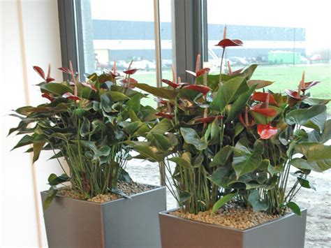 hydrocultuur planten op kantoor hengelo enschede en borne
