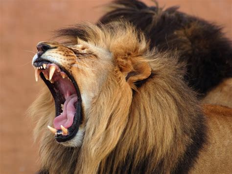 amazing roaring lion   photo