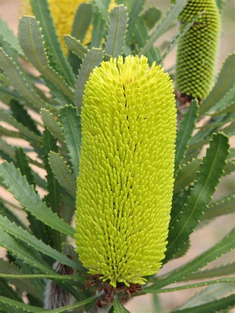 banksias archives mallee native plants mallee native plants