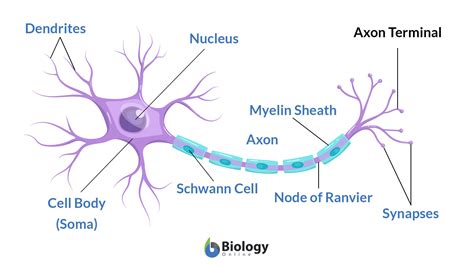 axon terminal definition  examples biology  dictionary