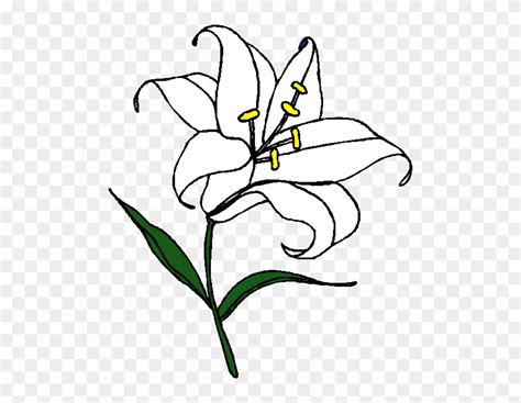 easter lily clipart  tiger lily coloring pages  transparent