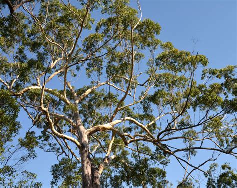 eucalyptus cloeziana gympie messmate  seeds ebay