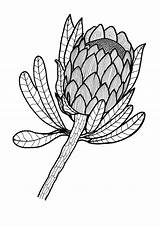 Coloring Protea Adult Flower Drawing Sugarbush Template Pages Drawings Sketch Ad Flag Thriftyfun 92kb sketch template