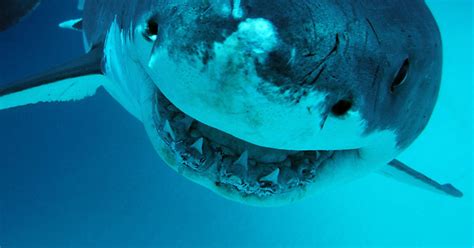 deep blue giant great white shark    spotted  hawaii