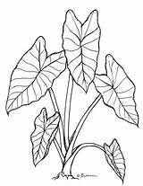 Taro Drawing Leaf Clipart Plant Kalo Drawings Line Alocasia Clip Cliparts Leaves Sketch Illustration Library Macrorrhiza House Botanical Google Easy sketch template