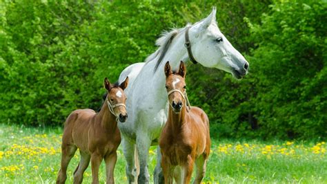 horses  twins  triplets risks  mares  foals