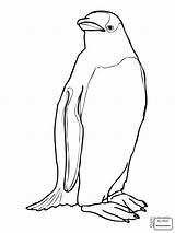 Penguin Coloring Pages Gentoo Penguins Adelie Emperor Outline Drawing Clipart King Printable African Cute Color Draw Pittsburgh Birds Print Getdrawings sketch template