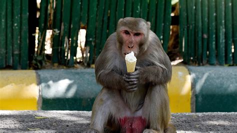 men  monkeys  steal money  delhi arrested latest news delhi hindustan times