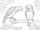 Coloring Parrot Pages Printable Parrots Source sketch template