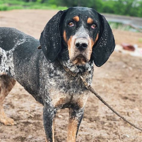 amazing facts  coonhounds    knew  dogman