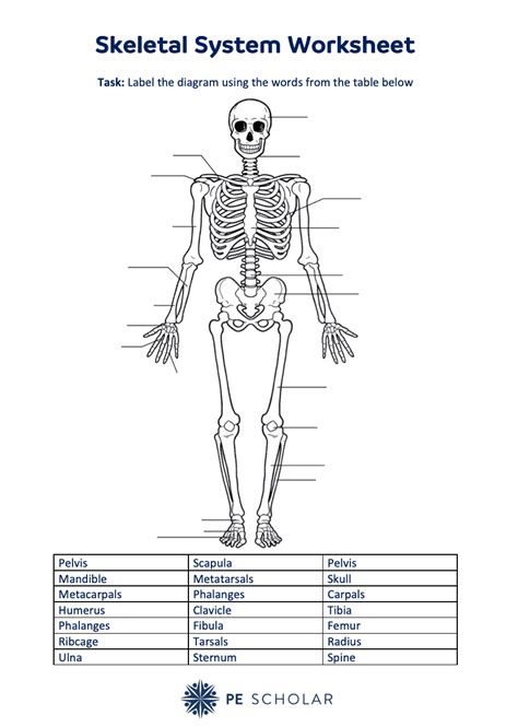 access  skeletal system worksheet  pe lessons pe scholar