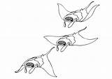 Manta Ray Swimming Coloring Pages Edupics sketch template