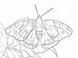 Butterfly Kamehameha Coloring Pages Zebra Printable Longwing Supercoloring Drawing Template Online Choose Board Drawings Skip Main sketch template