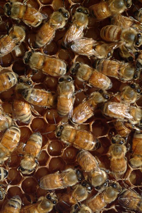 asu research answers 200 year old question of sex determination in bees asu now access