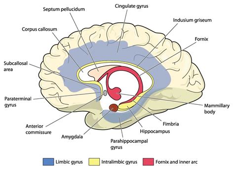 corpus callosum definition anatomy  function