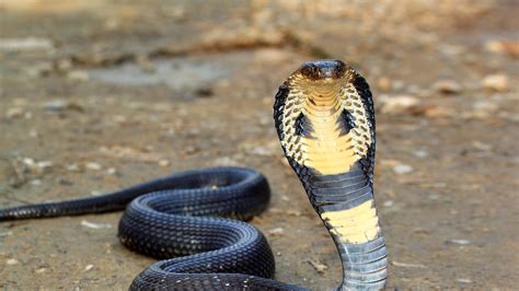 cobra san diego zoo animals plants