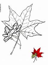 Maple Tree Coloring Pages Kids Recommended Color sketch template