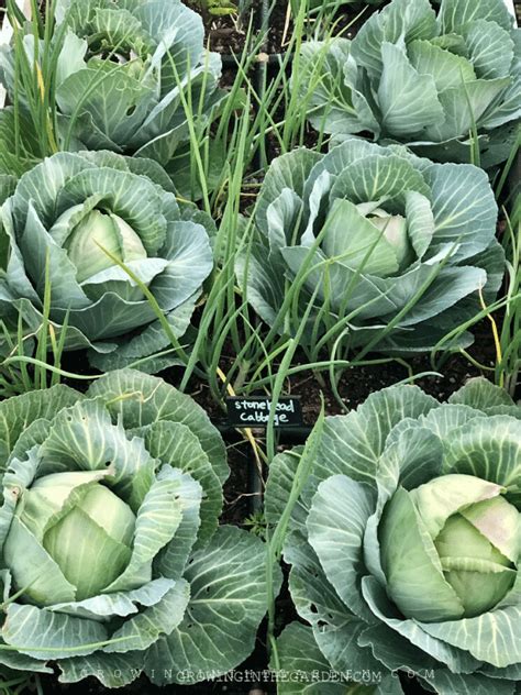 grow cabbage  tips  growing cabbage growing   garden