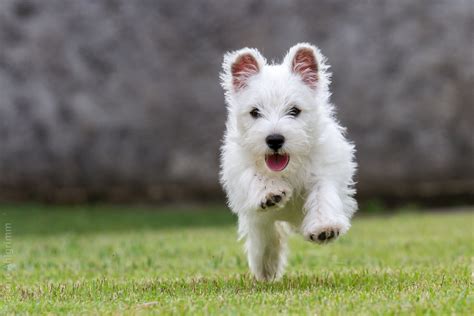 breed profile west highland white terrier petful