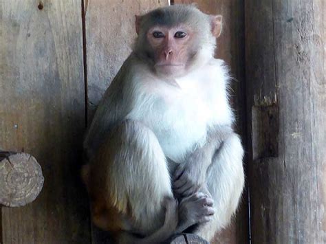 rhesus monkey mansfield zoo